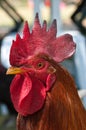 Rooster Royalty Free Stock Photo