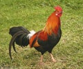 Rooster