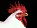 Rooster Royalty Free Stock Photo