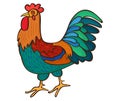 Rooster. Adult male chicken vector illustration