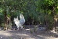 Rooster, also known as a cockerel or cock, an adult male chicken in Free Range Poultry Farm