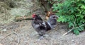 A rooster, also known as a cockerel or cock