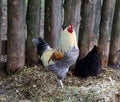 A rooster, also known as a cockerel or cock