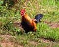 A rooster, also known as a cockerel or cock, is a male gallinaceous bird,