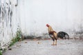 A rooster also known as a cockerel or cock Thai temple. Beautiful colorful male Thai native rooster walking.