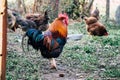 The rooster in a farm in Italy with other chickens in the background