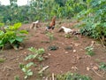 The rooster is approaching the white hen occurs in the natural regency garden