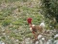 A rooster of the Asil breed walks on a green meadow on a sunny day