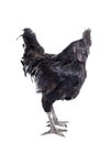 rooster ayam cemani Royalty Free Stock Photo