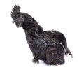 rooster ayam cemani Royalty Free Stock Photo