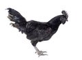 rooster ayam cemani Royalty Free Stock Photo