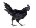 Rooster ayam cemani Royalty Free Stock Photo