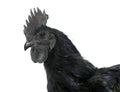 Rooster ayam cemani Royalty Free Stock Photo