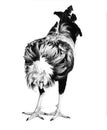 Rooster ayam cemani. Royalty Free Stock Photo