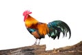 Rooster bantam chicken on Timber isolate white background Royalty Free Stock Photo