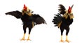 Rooster bantam crows isolate on white background. Royalty Free Stock Photo