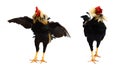 Rooster bantam crows isolate on white background. Royalty Free Stock Photo