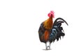 Rooster bantam crows isolate on white background. Royalty Free Stock Photo