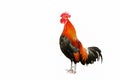 Rooster bantam crows isolate on white background. Royalty Free Stock Photo