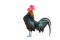 Rooster bantam crows isolate on white background. Royalty Free Stock Photo