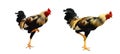 Rooster bantam crows isolate on white background. Royalty Free Stock Photo