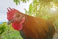 Rooster bantam white crowing in farm on-field natural background Royalty Free Stock Photo