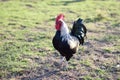 Rooster at a barnyard