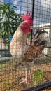 Rooster with beautiful color pattern feathers in a mesh cage