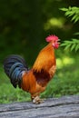 Rooster Royalty Free Stock Photo