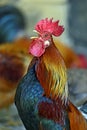 Rooster Royalty Free Stock Photo