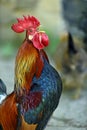 Rooster Royalty Free Stock Photo