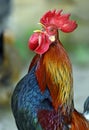 Rooster Royalty Free Stock Photo