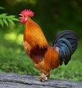 Rooster Royalty Free Stock Photo