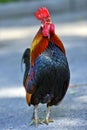 Rooster Royalty Free Stock Photo