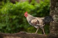 Rooster beautiful and elegant Asian species