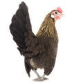 Rooster from behind Royalty Free Stock Photo