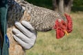 Rooster being held by vet