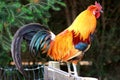 Rooster