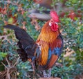 Rooster bird beautiful