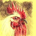 Rooster bird portrait closeup. Hand drawn sketch with ballpen and colored pencils on yellow paper texture. Bitmap