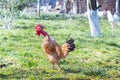 Rooster bird singing Royalty Free Stock Photo