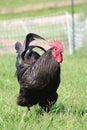 Rooster Royalty Free Stock Photo