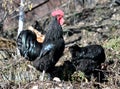 Rooster Black Australorp and hen