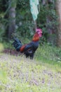A rooster, with black and red colors, looking for food in the grass, Aceh-Indonesia