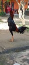 a rooster black and red proudly crowing