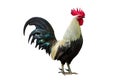 Rooster Black and white Isolate Hen Royalty Free Stock Photo