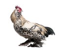 Rooster Booted Bantam (1 year old) Royalty Free Stock Photo