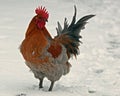 A rooster breed Hedemora, out on days of snow and cold Royalty Free Stock Photo