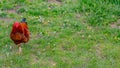 Rooster with bright brown, black and red colors walking calmly in a farm yard with green grass