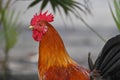 Rooster with Brilliant Red Comb Royalty Free Stock Photo